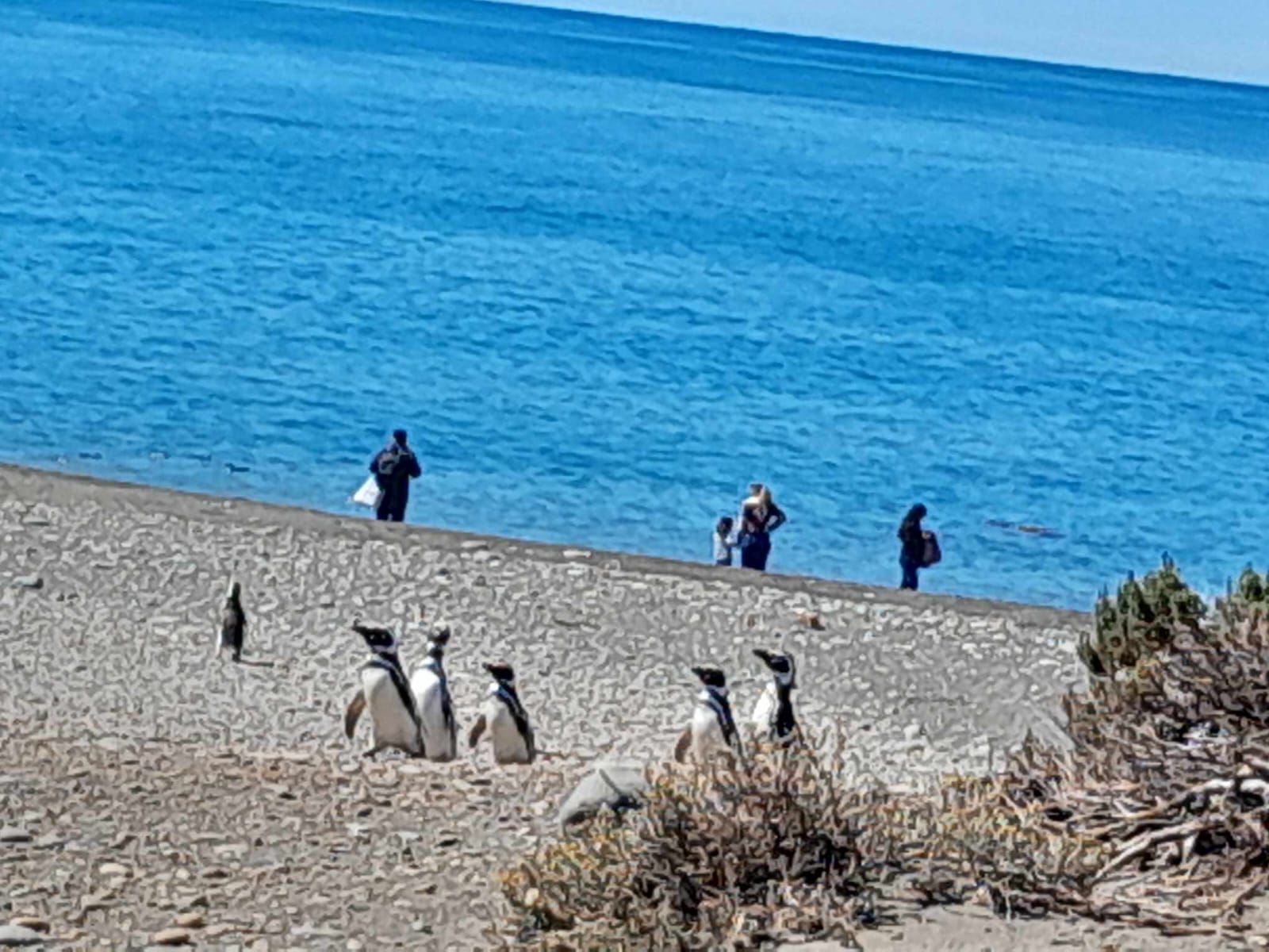 noticiaspuertosantacruz.com.ar - Imagen extraida de: https://www.riogallegos.gob.ar/noticias/municipio-lamenta-que-desconocidos-invadan-zonas-restringidas-de-la-pinguinera/