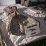 MUSEO MOLINA_10