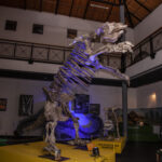 MUSEO MOLINA_12