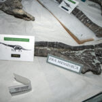 MUSEO MOLINA_17