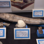 MUSEO MOLINA_19